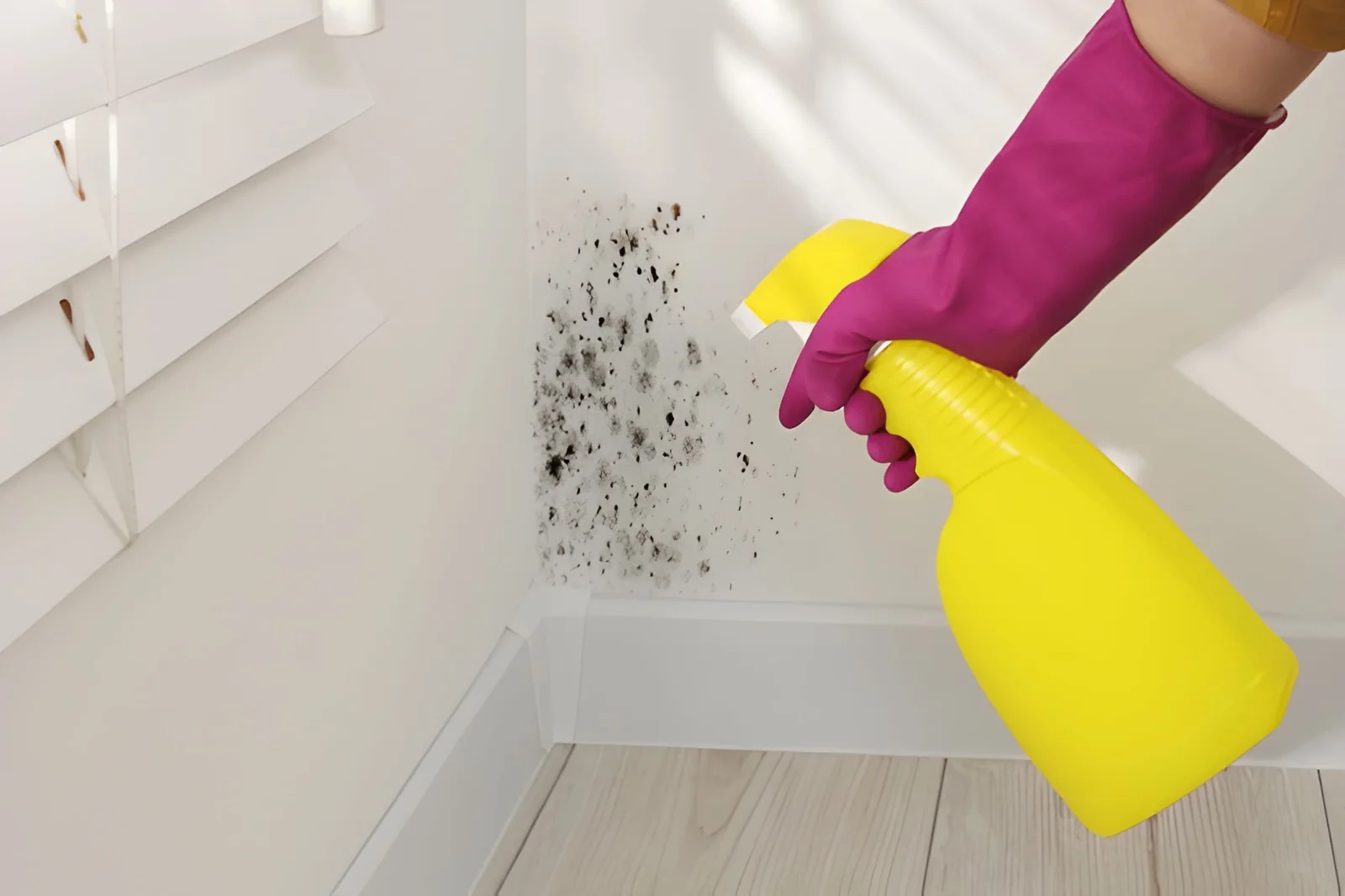 How Can You Prevent Mold During Humid Months?