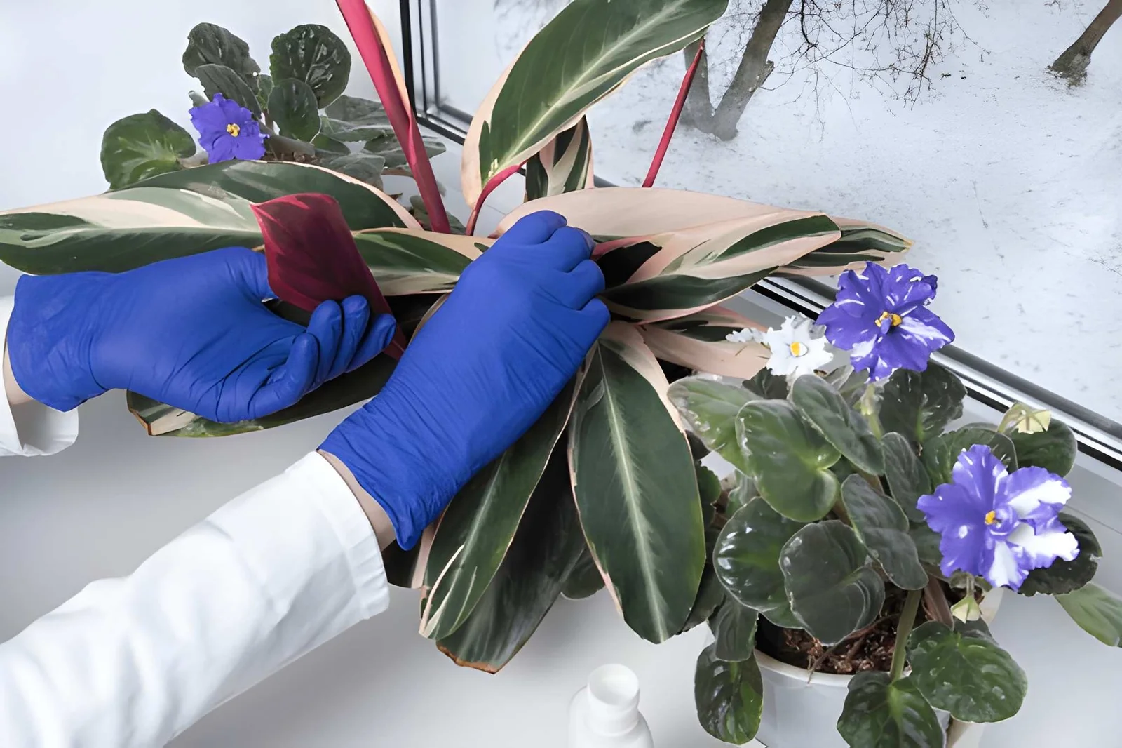 Which Plants Need Extra Care During Winter?